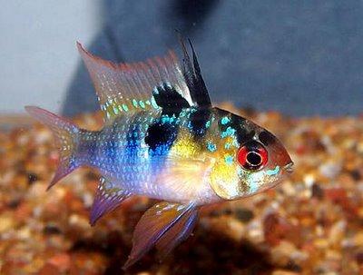 German Blue Ram Cichlid - Live Fish