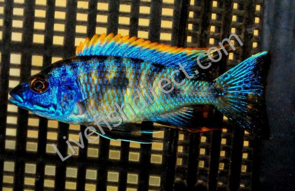 Red Blaze Lithobates_final