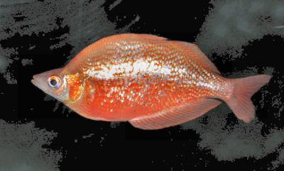 RedRainbowfishWFRa_Ap19AF