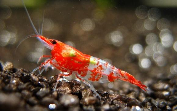 Rili-Shrimp