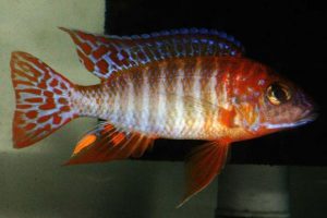 Ruby Red Peacock