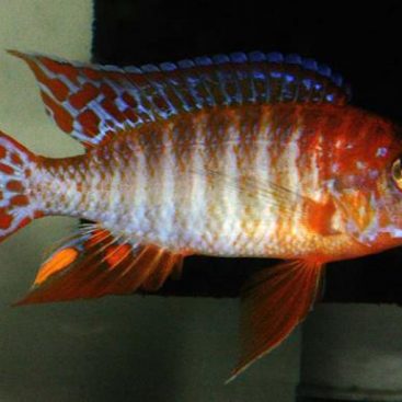 Ruby Red Peacock