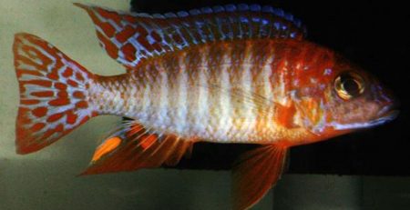 Ruby Red Peacock