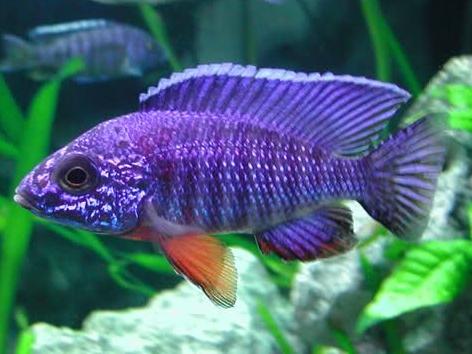 Regal Blue Peacock