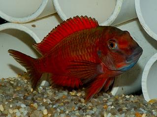 Tropheus - Live Fish