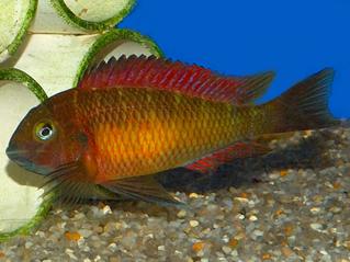 Red Rainbow Tropheus - Live Fish