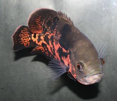 Oscar Cichlid Assorted