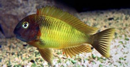 Tropheus Nkonde