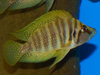 Yellow-Calvus