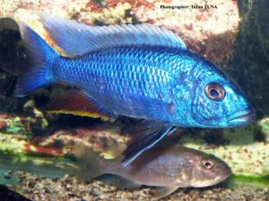 Sciaenochromis electric blue ahli cichlid