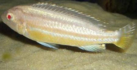 Albino Auratus