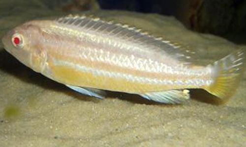 albino-auratus