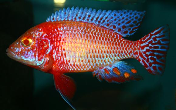 albino-firefish-.. Albino Firefish