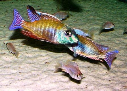 albus-lethrinops-copy