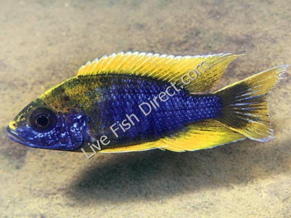 Lemon Jake Peacock Cichlid Aulonocara jacobfreibergi Undu Reef Lemon Jake Peacock Cichlid Aulonocara jacobfreibergi Undu Reef