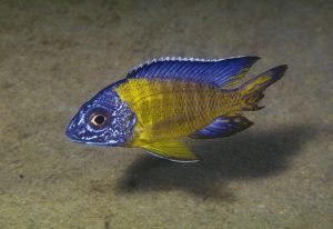 Blue Neon Peacock Cichlid Aulonocara Stuartgranti Chiwindi