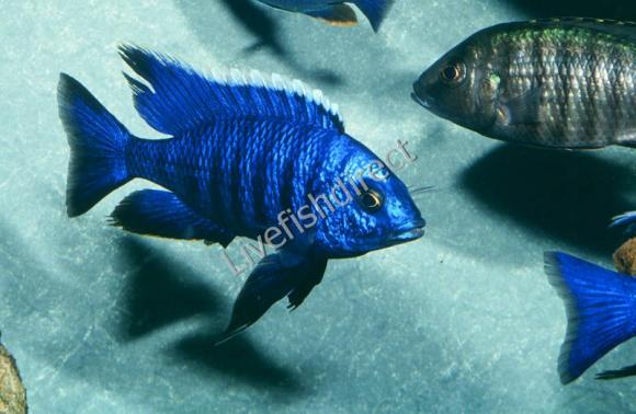 Azureus Cichlid