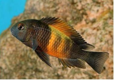 bemba-flame-tropheus(1)
