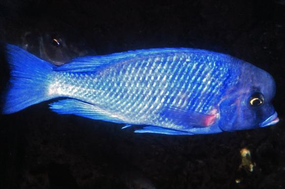 Blue Dolphin Cichlid,