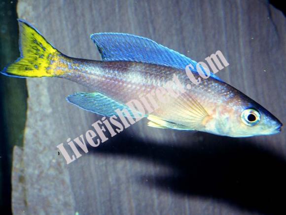 blue-flash1