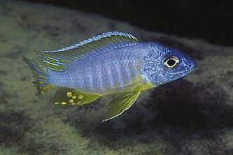 Blue Gold Peacock