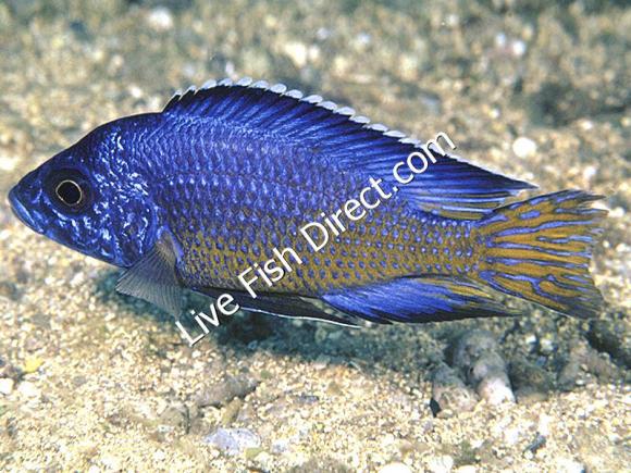 Mbenji peacock - Live Fish