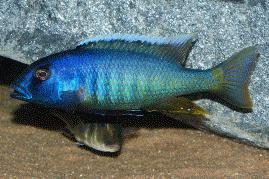buccochromis-spectabilis