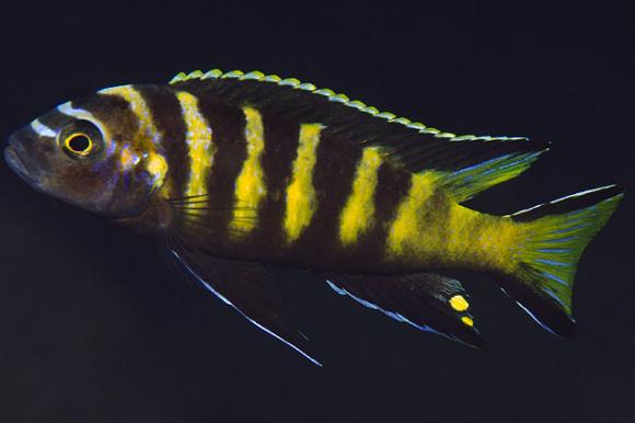 chailosi-cichlid