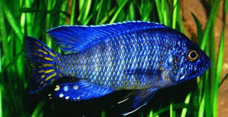 Chilumba Peacock