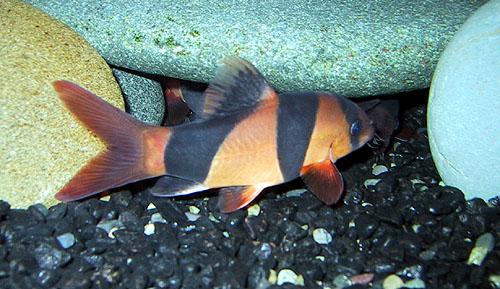 clown_loach3_large