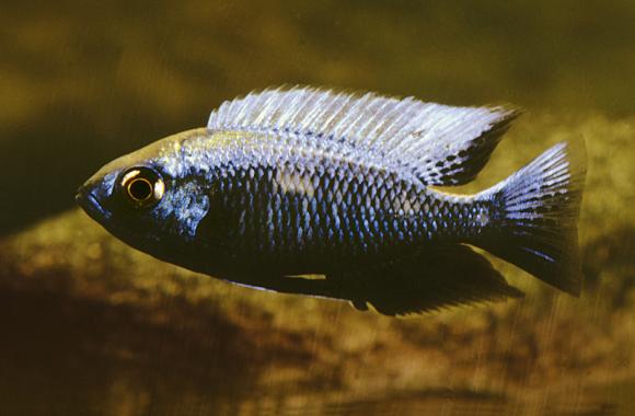 cop-chrysonotus-aq1-800