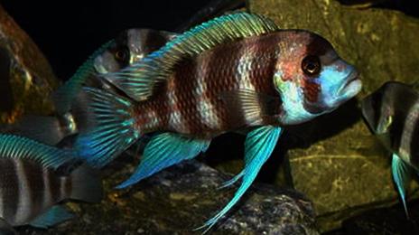 copper-banded-frontosa1