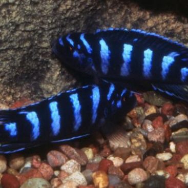 Demasoni Cichlid