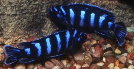 Demasoni Cichlid