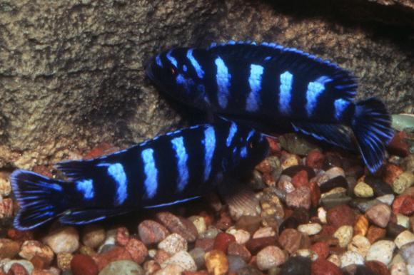 demasoni cichlid
