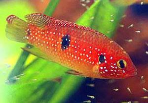 dwarf red jewel(1)