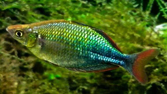 emeraldfish