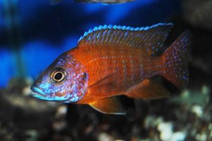 German Red Peacock Cichlid