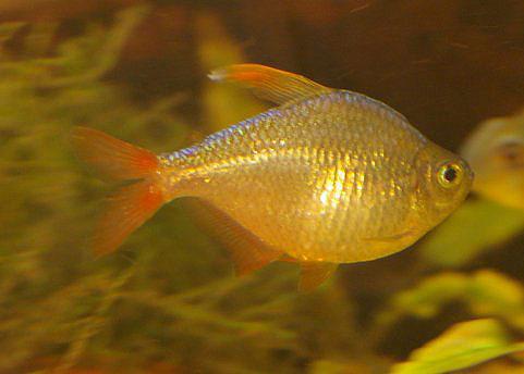 Gold Columbian Tetra - Live Fish Direct
