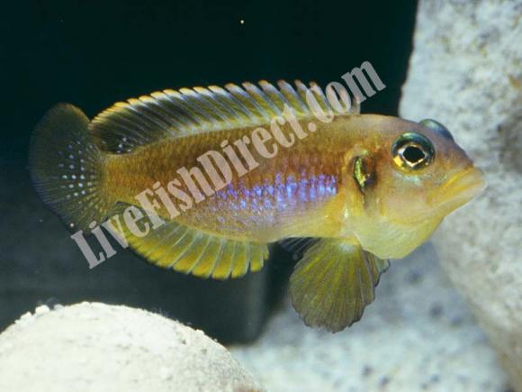 gold-osc-copy