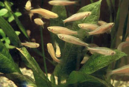 goldfish and zebra danios goldfish and zebra danios