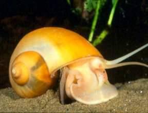 Gold Mystery Snail - Live Fish Direct