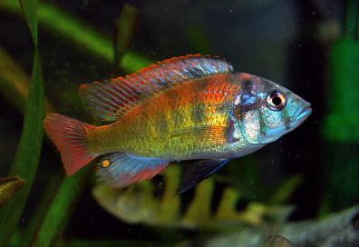 How to Breed African Cichlids Live Fish Direct
