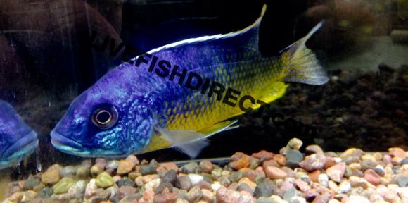 Insignus Cichlid Protomelas sp. “Spilonotus Tanzania”