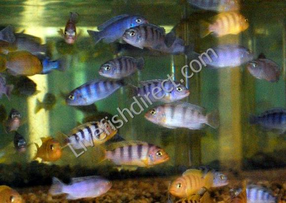 Kenyi Cichlids