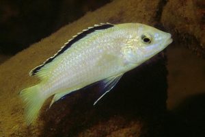 White Lab Cichlid