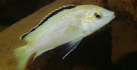 White Lab Cichlid