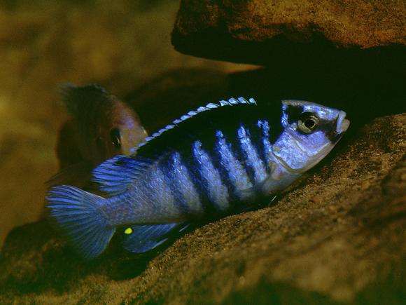 Blue Lab Cichlid