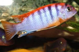 Red Top Hongi Cichlid Labidochromis sp. - Live Fish Direct