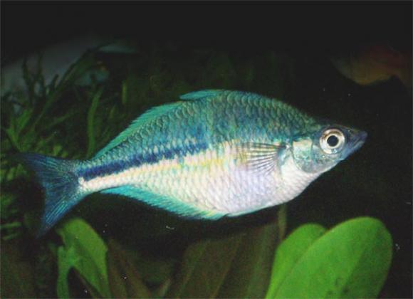 lacustris turquoise rainbow